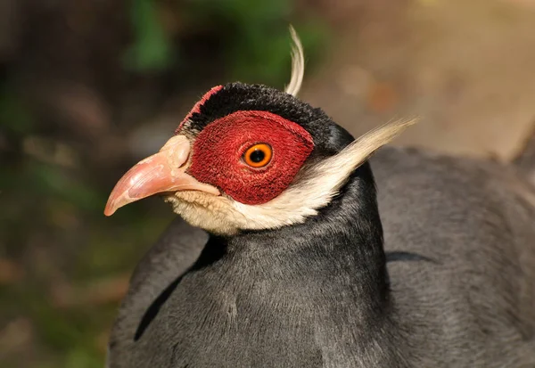 Sülün Kuşunun Manzarası — Stok fotoğraf