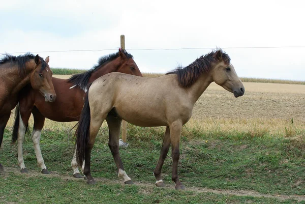 Pferde Tagsüber Freien — Stockfoto