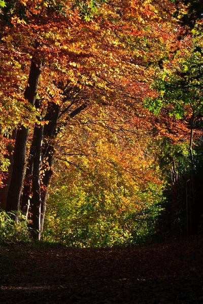 Caminho Entre Árvores Floresta Outono Lago Rosenfelder — Fotografia de Stock
