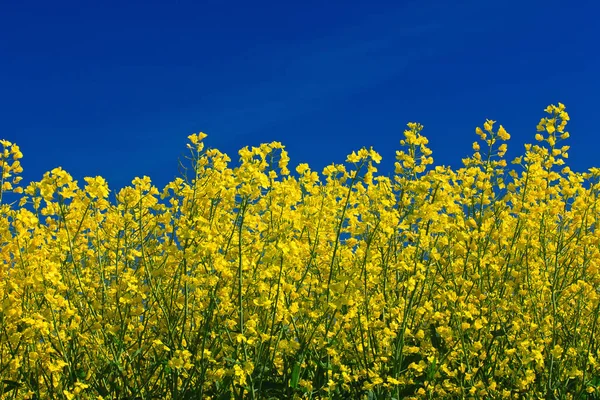 Landbouw Koolzaad Veld Gele Planten — Stockfoto