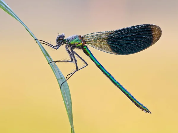 Muška Vážka Hmyz Odonata Fauna — Stock fotografie