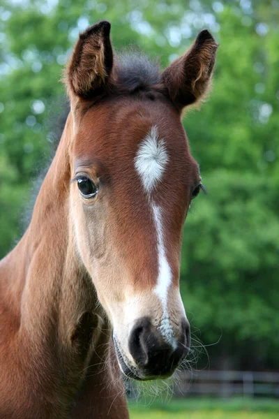 Young Animals Selective Focus — Stock Photo, Image