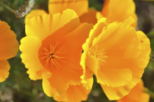 背景上美丽的罂粟花 — 图库照片