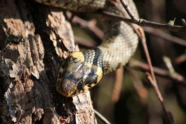 Grass Snake Animal World — Stock Photo, Image