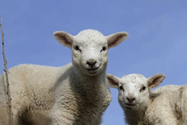 Ovejas Domésticas Pasto — Foto de Stock