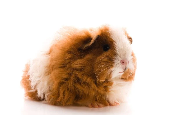 Hamster Guinea Pig Rodent Animal Pet Royalty Free Stock Images
