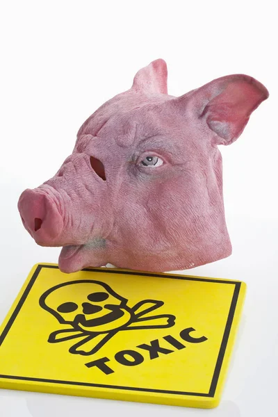 Cerdo Con Una Etiqueta Precio — Foto de Stock