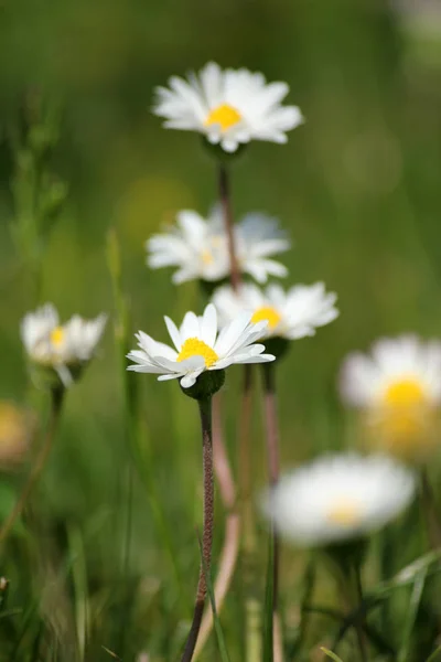 Daisy Full Bloom —  Fotos de Stock