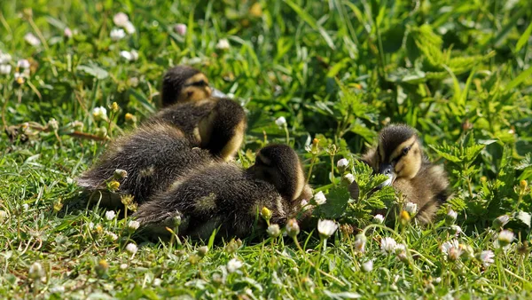 Animali Giovani Attenzione Selettiva — Foto Stock