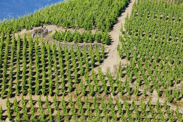 Grand Cru Vineyard Cote Rotie Rhone Alpes França — Fotografia de Stock