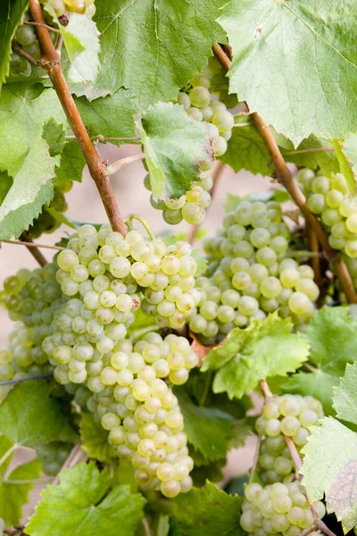 Виноград Винограднике Чехия — стоковое фото