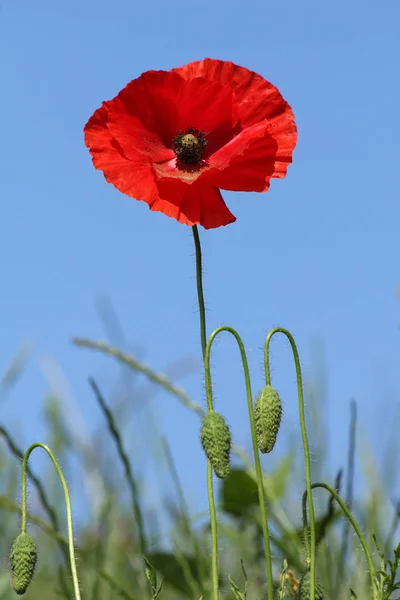 Vista Cerca Hermosas Flores Amapola Silvestre —  Fotos de Stock