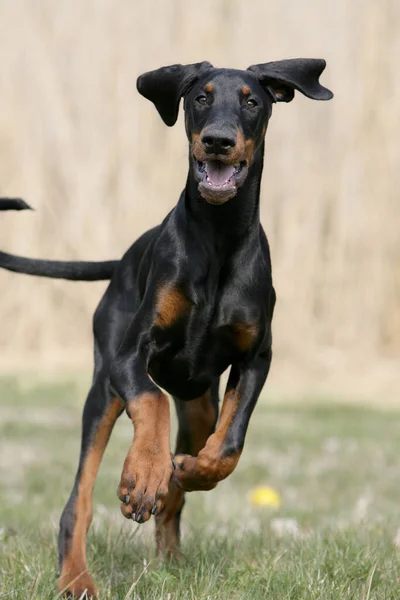 Porträtt Söt Hund — Stockfoto