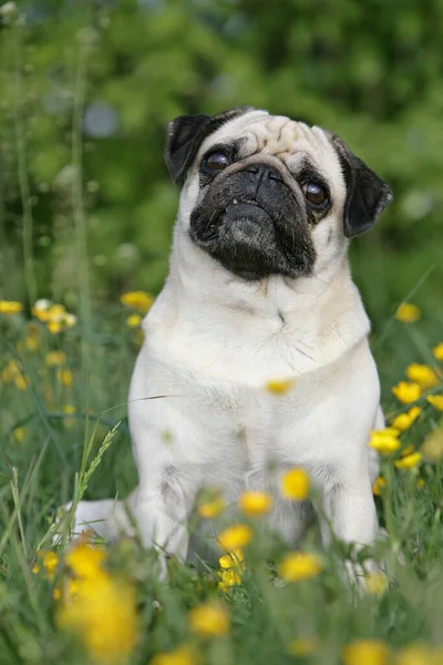 Pug Dog Grass — Stock Photo, Image
