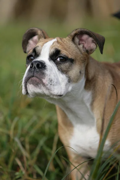 Bulldog Continental Cão Pedigree — Fotografia de Stock