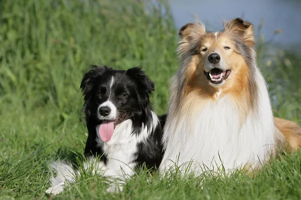 Collie Pedigree Chien Animal Compagnie — Photo