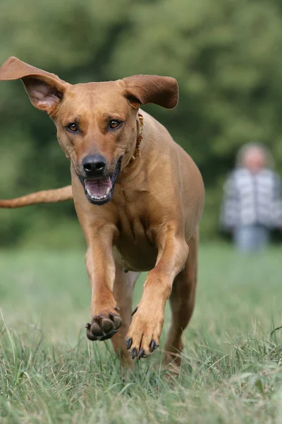 Portrait Cute Dog — Stock Photo, Image