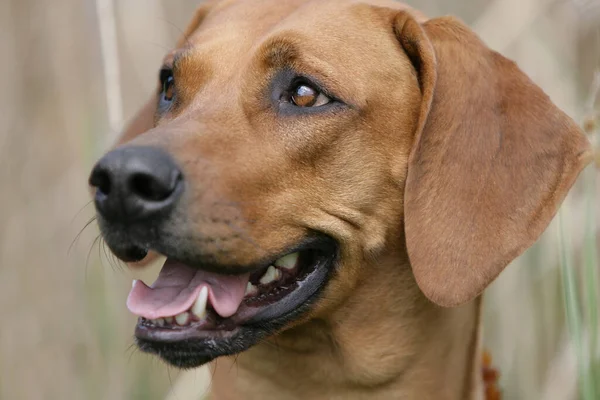 Portret Van Een Schattige Hond — Stockfoto