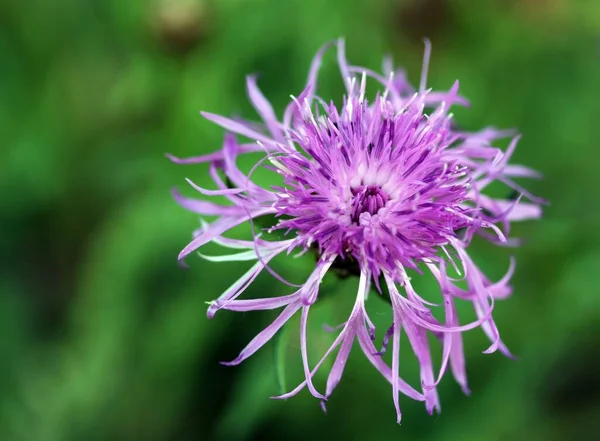 Aciano Violeta Centaurea Cyanus — Foto de Stock