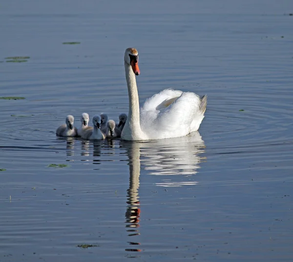 Vista Panorâmica Cisne Majestoso Natureza — Fotografia de Stock