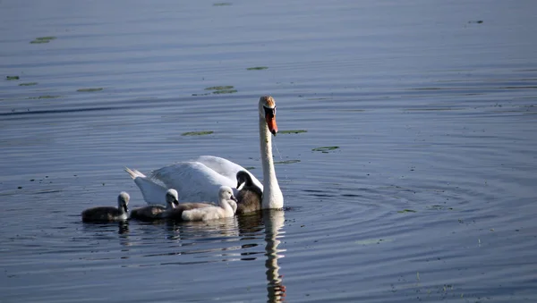 Scenic View Majestic Swan Nature — Stock Photo, Image