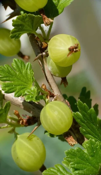 Nahaufnahme Von Frischen Stachelbeeren — Stockfoto