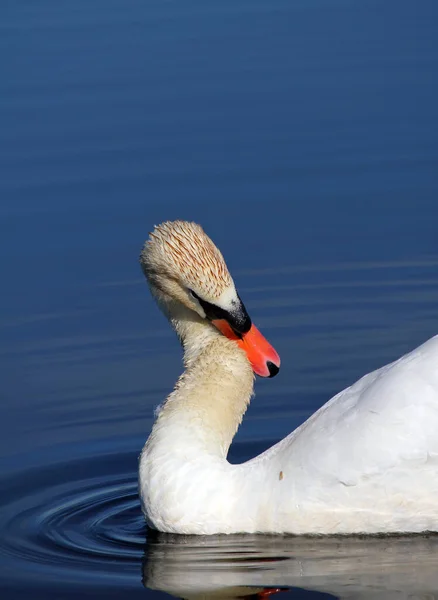 Vista Panorâmica Cisne Majestoso Natureza — Fotografia de Stock