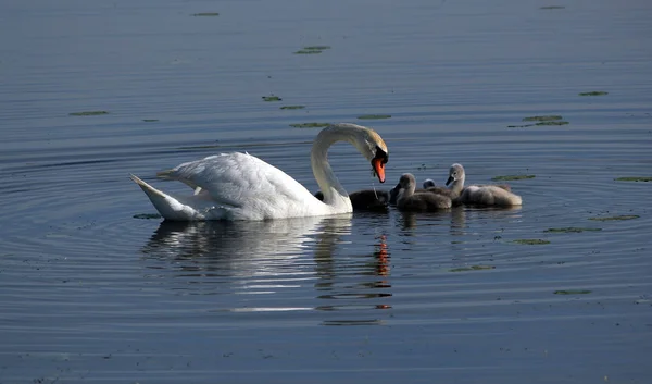 Scenic View Majestic Swan Nature — Stock Photo, Image