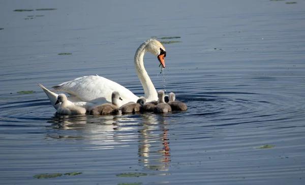 Vista Panorámica Del Majestuoso Cisne Naturaleza — Foto de Stock