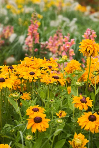 Canteiro Flores Verão Com Calêndula Snapdragons — Fotografia de Stock