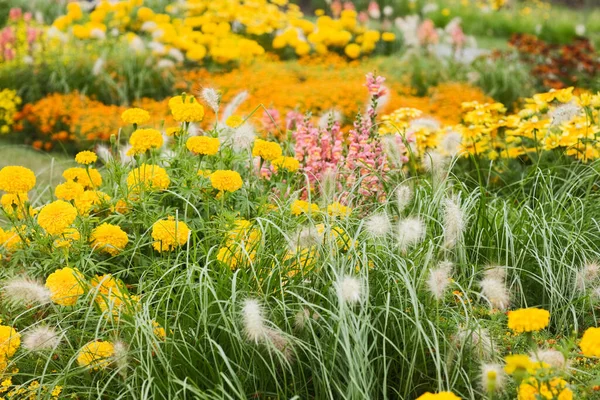 Sommerblumenbeet Mit Groschengras Tagetes Und Schnappdrachen — Stockfoto