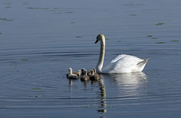 Scenic View Majestic Swan Nature — Stock Photo, Image