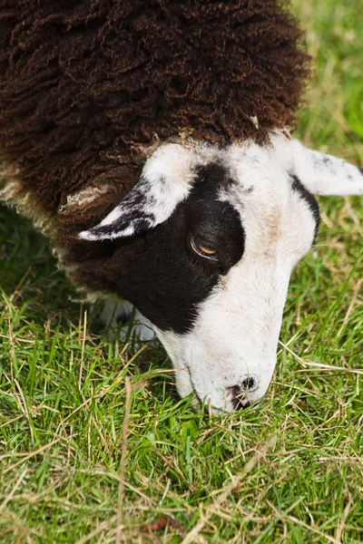 Primi Piani Sulla Testa Pecore Macchiate Marrone Bianco Pascolo — Foto Stock