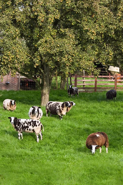 Pecora Macchiata Marrone Bianca Pascolo Nel Frutteto Estate — Foto Stock