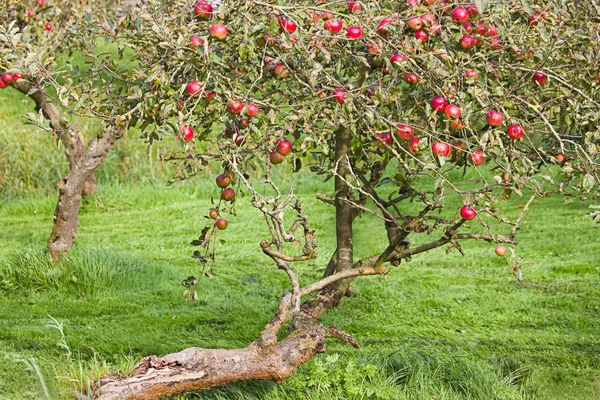 Mycket Gamla Äppelträd Fruktträdgård Full Rippande Äpplen Sommaren — Stockfoto