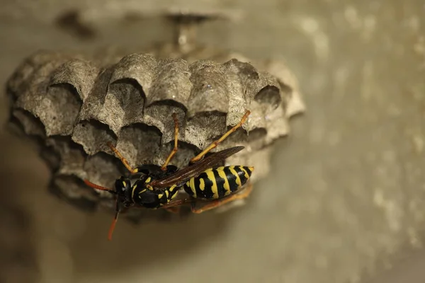 Nahaufnahme Von Insekten Der Natur — Stockfoto