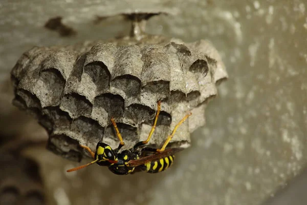 Nahaufnahme Von Insekten Der Natur — Stockfoto