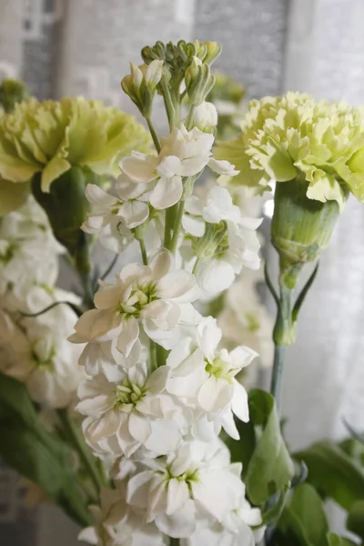 Crisântemos Estoques Exibição Flores — Fotografia de Stock