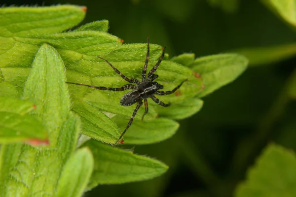 Aranha Lobo Pardosa Lugubris Macho Uma Folha — Fotografia de Stock