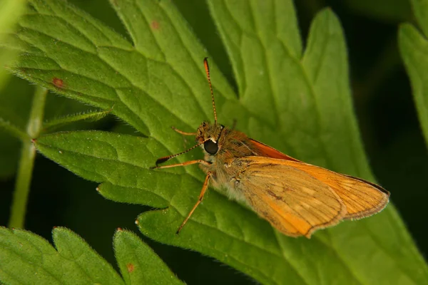 Small Skipper Thymelicus Sylvestris Leaf Portrait — 图库照片