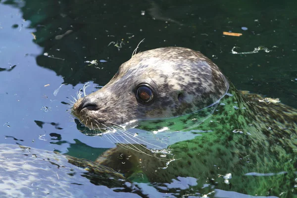可爱的海狮 海洋动物 — 图库照片