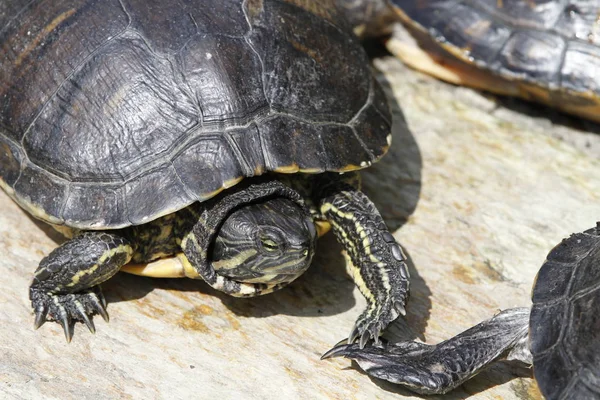 reptile turtle animal, nature fauna