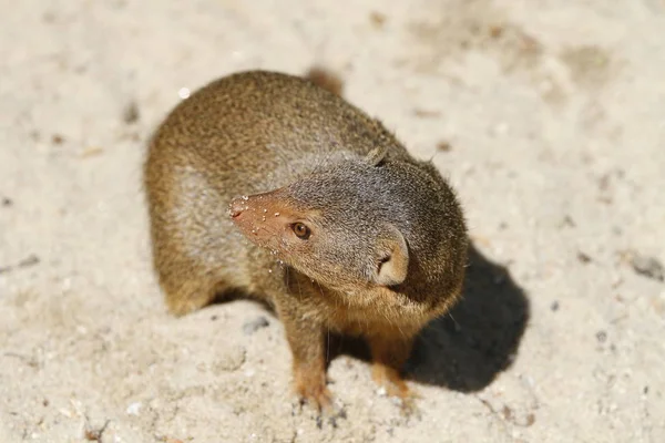 Dwarf Mongoose Close — Fotografia de Stock