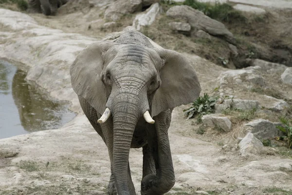 Elefante Sabana Animal Natural Mamífero Fauna — Foto de Stock