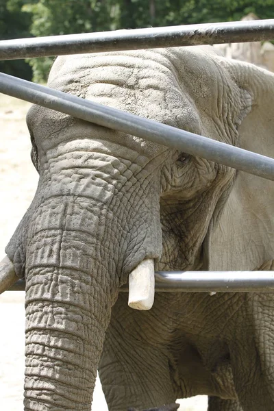 Elefante Sabana Animal Natural Mamífero Fauna — Foto de Stock