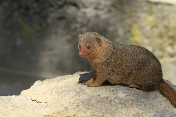 Dwarf Mongoose Close — Fotografia de Stock
