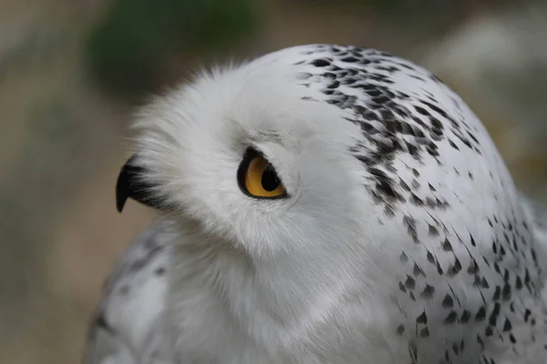 Burung Hantu Salju Closeup — Stok Foto