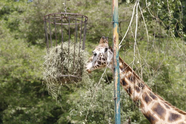 Girafe Gros Plan — Photo