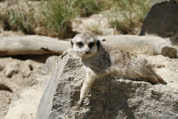 Cute Meerkat Suricatta — 스톡 사진