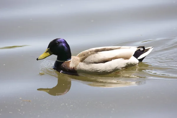 Vista Cênica Pato Mallard Bonito Natureza — Fotografia de Stock